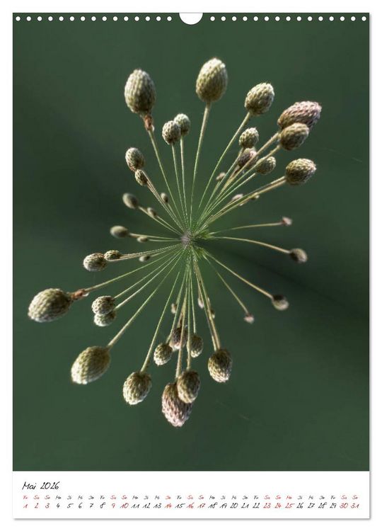 Produktbild: Durchschnittlich - Verzauberte Flora (Wandkalender 2026 DIN A3 hoch), CALVENDO Monatskalender