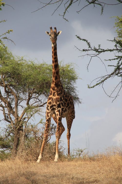 Produktbild: African Safari
