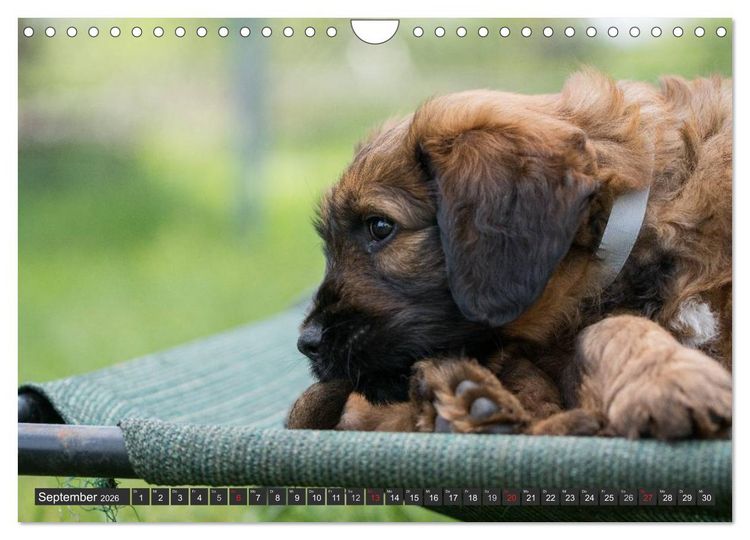 Produktbild: Briard-Welpen - Knuddelb&auml;ren zum Verlieben (Wandkalender 2026 DIN A4 quer), CALVENDO Monatskalender