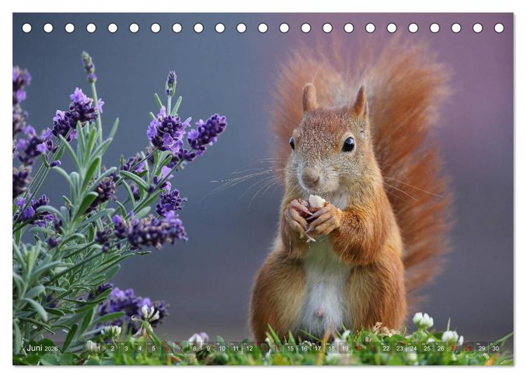 Produktbild: Eichh&ouml;rnchen in zauberhaften Posen (Tischkalender 2026 DIN A5 quer), CALVENDO Monatskalender