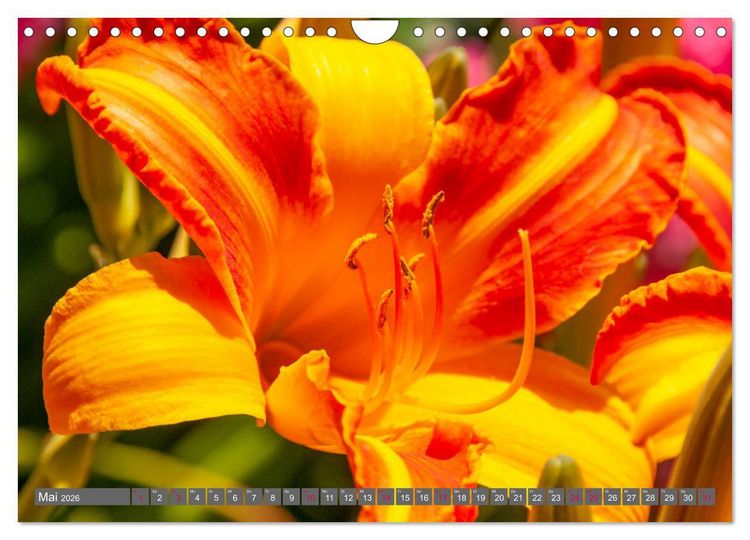 Produktbild: Blumenpracht der Welt (Wandkalender 2026 DIN A4 quer), CALVENDO Monatskalender