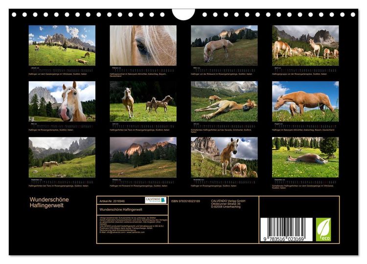 Produktbild: Wundersch&ouml;ne Haflingerwelt (Wandkalender 2026 DIN A4 quer), CALVENDO Monatskalender