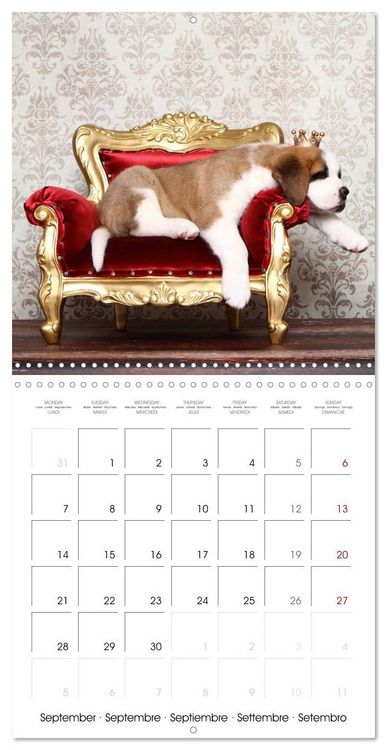 Produktbild: Sleeping Puppies (Wall Calendar 2026 12 &times; 12 Inch) CALVENDO 12 Month Wall Calendar