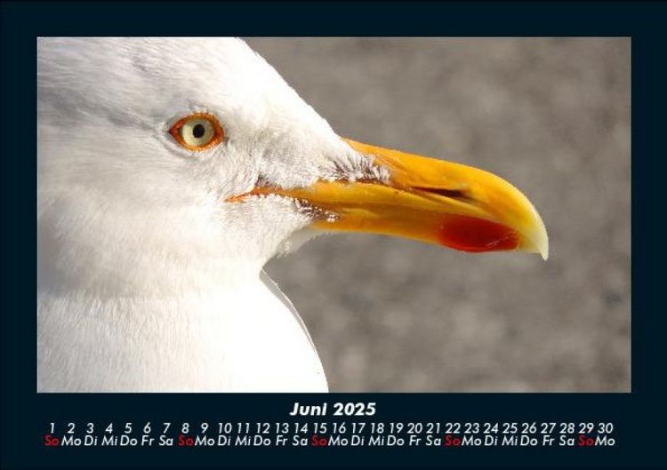 Produktbild: V&ouml;gel 2025 Fotokalender DIN A5