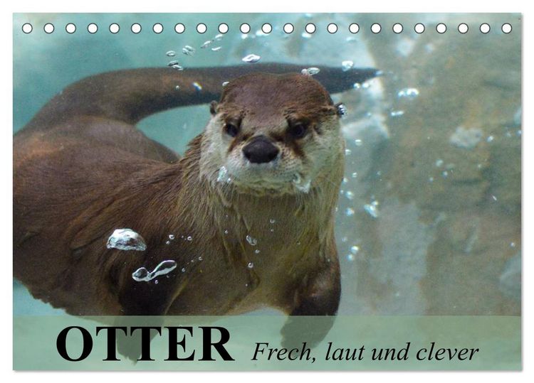 Produktbild: Otter. Frech, laut und clever (Tischkalender 2026 DIN A5 quer), CALVENDO Monatskalender