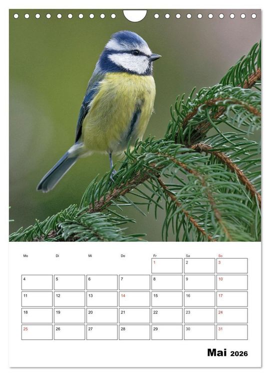 Produktbild: Bezaubernde V&ouml;gel im heimischen Garten (Wandkalender 2026 DIN A4 hoch), CALVENDO Monatskalender