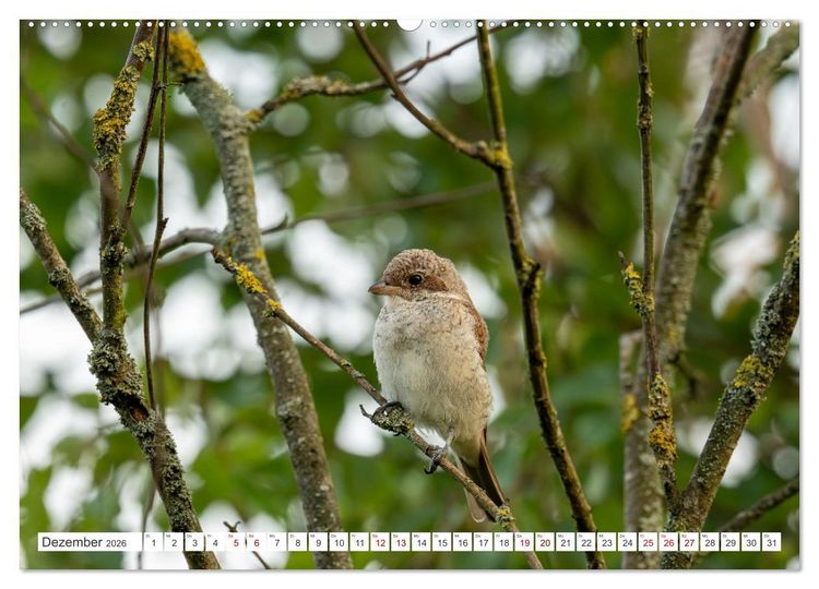 Produktbild: Wildv&ouml;gel 2026 (hochwertiger Premium Wandkalender 2026 DIN A2 quer), Kunstdruck in Hochglanz