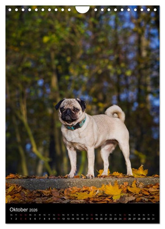 Produktbild: Das Mops-Jahr 2026 (Wandkalender 2026 DIN A4 hoch), CALVENDO Monatskalender
