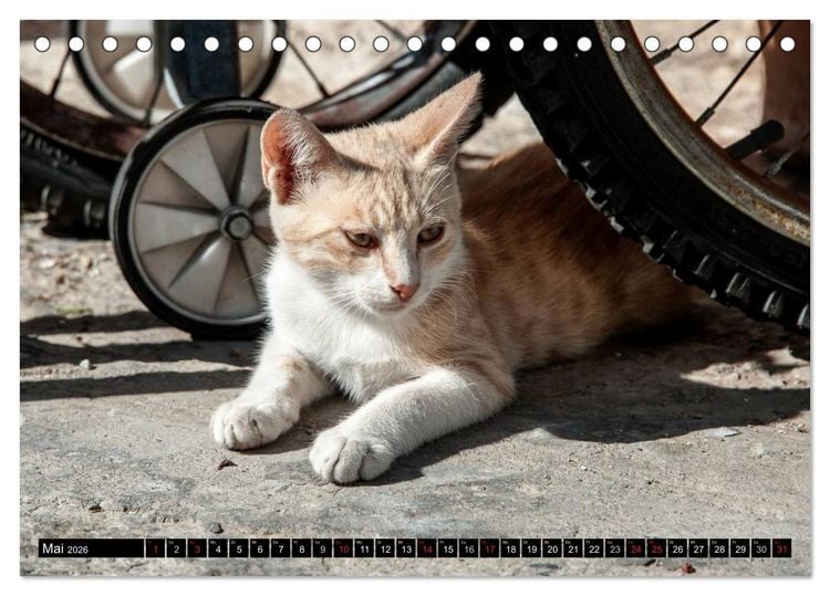 Produktbild: Griechische Katzen (Tischkalender 2026 DIN A5 quer), CALVENDO Monatskalender
