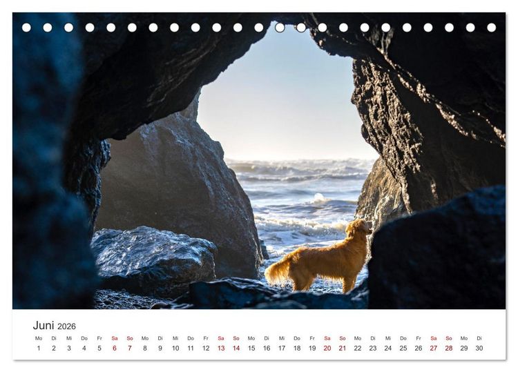 Produktbild: Golden Retriever - Die treuen Begleiter. (Tischkalender 2026 DIN A5 quer), CALVENDO Monatskalender
