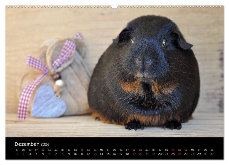 Produktbild: Meerschweinchen - Kleine s&uuml;&szlig;e Fellnasen (Wandkalender 2026 DIN A2 quer), CALVENDO Monatskalender