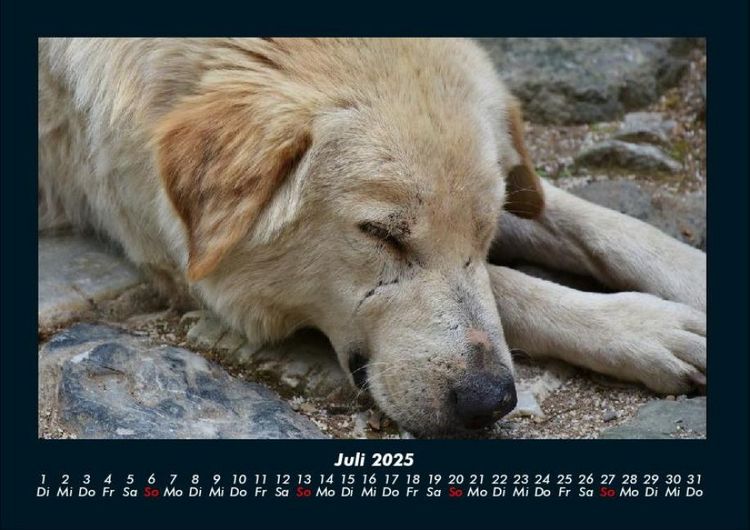 Produktbild: Der Hundekalender 2025 Fotokalender DIN A4