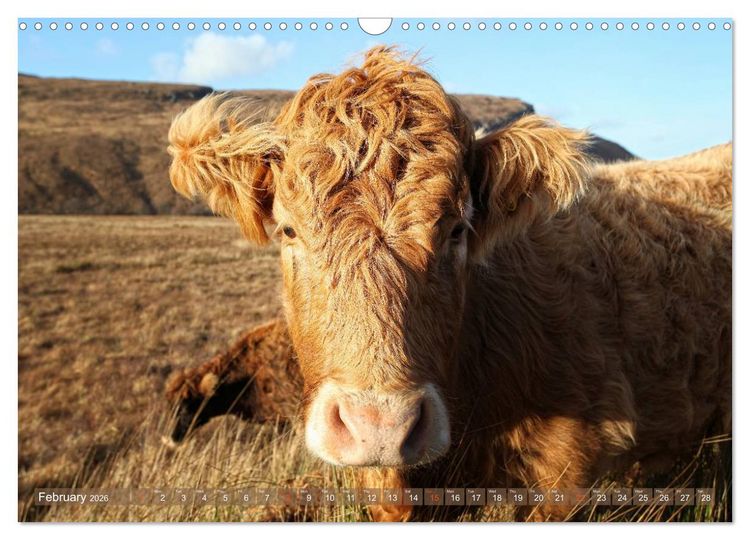 Produktbild: Highland Cattle - Native Breed of Scotland (Wall Calendar 2026 DIN A3 landscape), CALVENDO 12 Month Wall Calendar