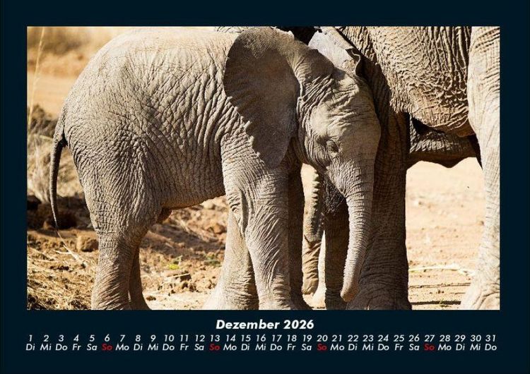 Produktbild: Elefanten Kalender 2026 Fotokalender DIN A4
