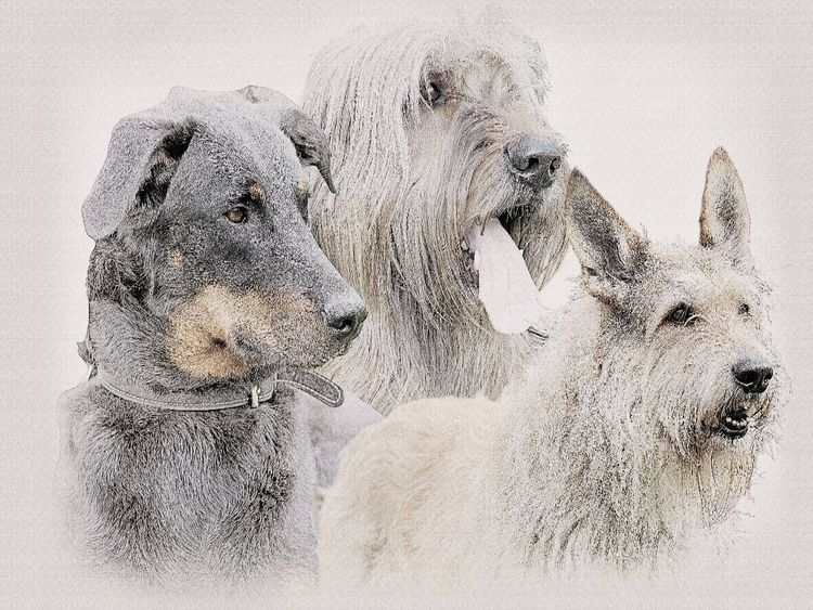 Produktbild: Ein Motiv aus dem Kalender Franz&ouml;sische Hirtenhunde 2017 (Puzzle)