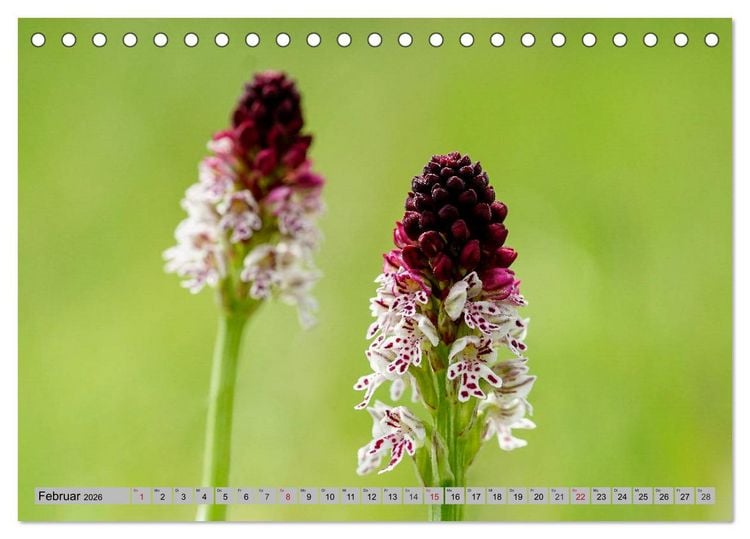 Produktbild: Orchideenwiese 2026 (Tischkalender 2026 DIN A5 quer), CALVENDO Monatskalender