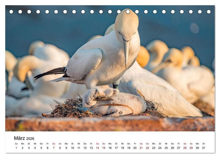 Produktbild: HELGOLAND: Nordseeinsel, sch&ouml;ner Ferienort (Tischkalender 2026 DIN A5 quer), CALVENDO Monatskalender