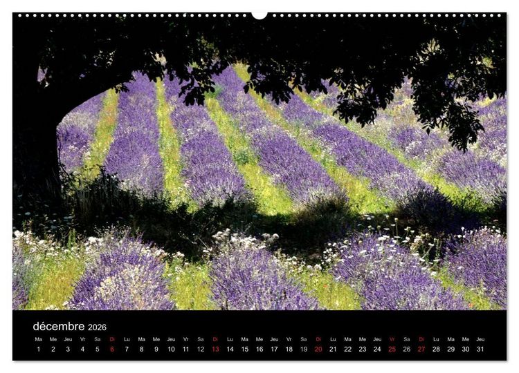 Produktbild: Lavande, l'or bleu de Provence (Calendrier mural 2026 DIN A2 vertical) calendrier de bureau