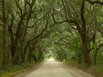Produktbild: CALVENDO Puzzle Oak Alley, Botany Bay, Ediston Island, South Carolina, USA | 1000 Teile Lege-Gr&ouml;&szlig;e 64x48cm Foto-Puzzle f&uuml;r gl&uuml;ckliche Stunden