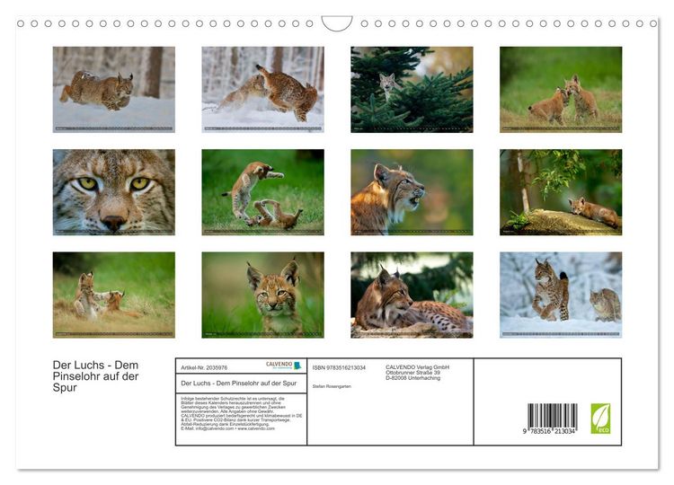 Produktbild: Der Luchs - Dem Pinselohr auf der Spur (Wandkalender 2026 DIN A3 quer), CALVENDO Monatskalender