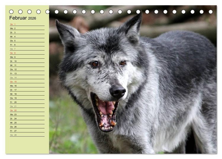 Produktbild: Im Rudel Zuhause - Der Wolf (Tischkalender 2026 DIN A5 quer), CALVENDO Monatskalender