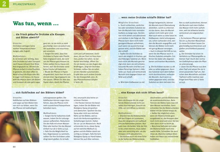 Produktbild: Orchideen pflegen