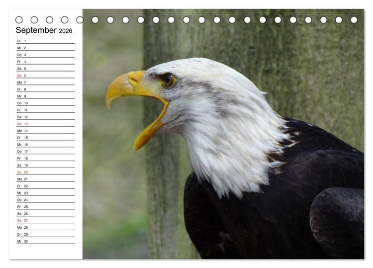 Produktbild: Wei&szlig;kopfseeadler. Symbol der Freiheit (Tischkalender 2026 DIN A5 quer), CALVENDO Monatskalender