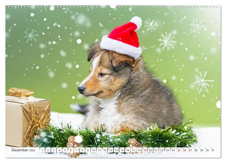 Produktbild: Sheltie - Ein St&uuml;ck vom Gl&uuml;ck (Wandkalender 2026 DIN A2 quer), CALVENDO Monatskalender