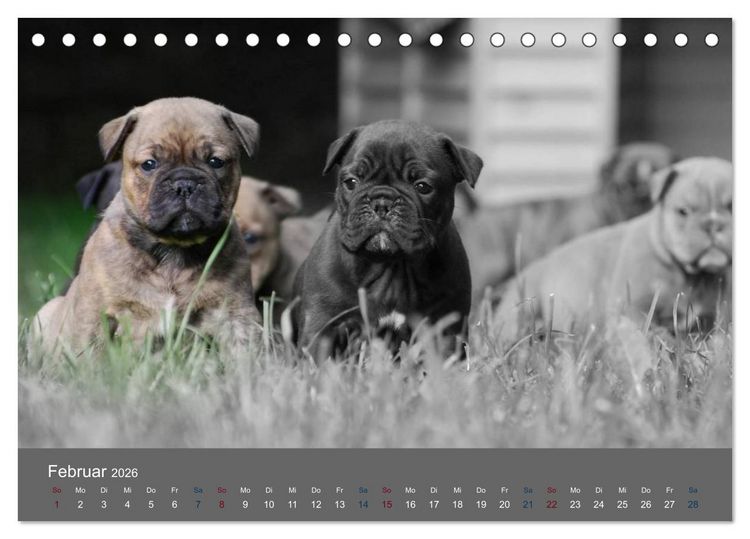 Produktbild: Bulldoggen-Zwerge (Tischkalender 2026 DIN A5 quer), CALVENDO Monatskalender