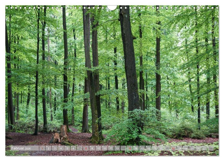 Produktbild: Teutoburger Wald - Natur und Kultur (Wandkalender 2026 DIN A3 quer), CALVENDO Monatskalender