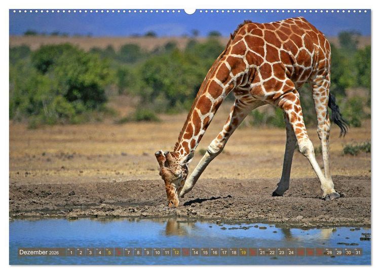 Produktbild: Giraffen - Sanftheit und Anmut (hochwertiger Premium Wandkalender 2026 DIN A2 quer), Kunstdruck in Hochglanz