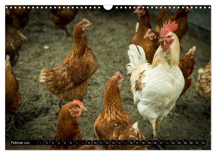 Produktbild: H&uuml;hner in meinem Garten (Wandkalender 2026 DIN A3 quer), CALVENDO Monatskalender
