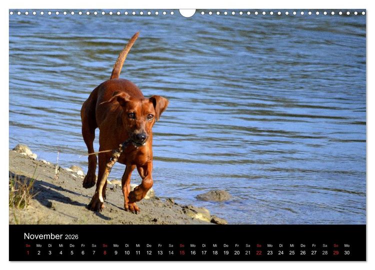 Produktbild: Deutscher Pinscher (Wandkalender 2026 DIN A3 quer), CALVENDO Monatskalender
