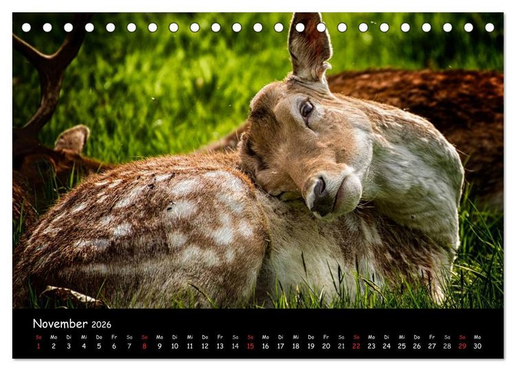 Produktbild: Rehe und Hirsche in freier Natur (Tischkalender 2026 DIN A5 quer), CALVENDO Monatskalender