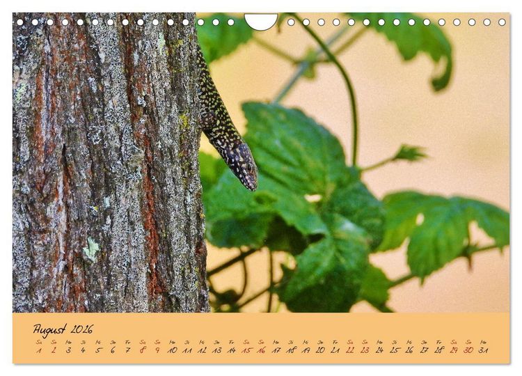 Produktbild: Wilde Toskana - von Ren&eacute; Schaack (Wandkalender 2026 DIN A4 quer), CALVENDO Monatskalender