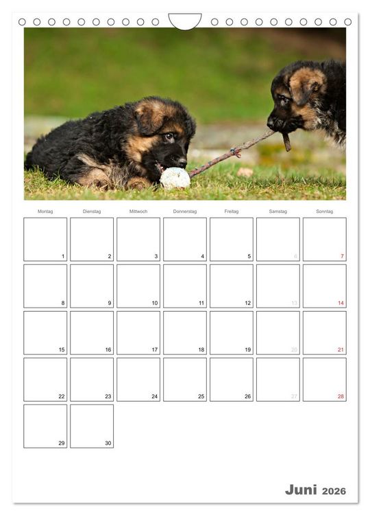 Produktbild: Deutscher Sch&auml;ferhund - Welpen, Planer (Wandkalender 2026 DIN A4 hoch), CALVENDO Monatskalender