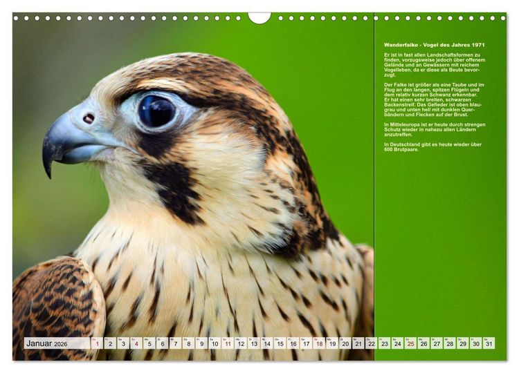 Produktbild: Heimische V&ouml;gel des Jahres (Wandkalender 2026 DIN A3 quer), CALVENDO Monatskalender