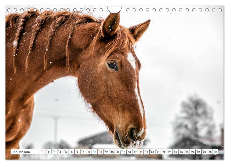 Produktbild: Durch das Jahr mit der Trakehner-Stute Fleur (Wandkalender 2026 DIN A4 quer), CALVENDO Monatskalender