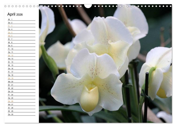 Produktbild: Prachtvolle Orchideen (Wandkalender 2026 DIN A3 quer), CALVENDO Monatskalender