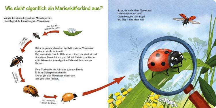 Produktbild: Pass gut auf den kleinen Marienk&auml;fer auf