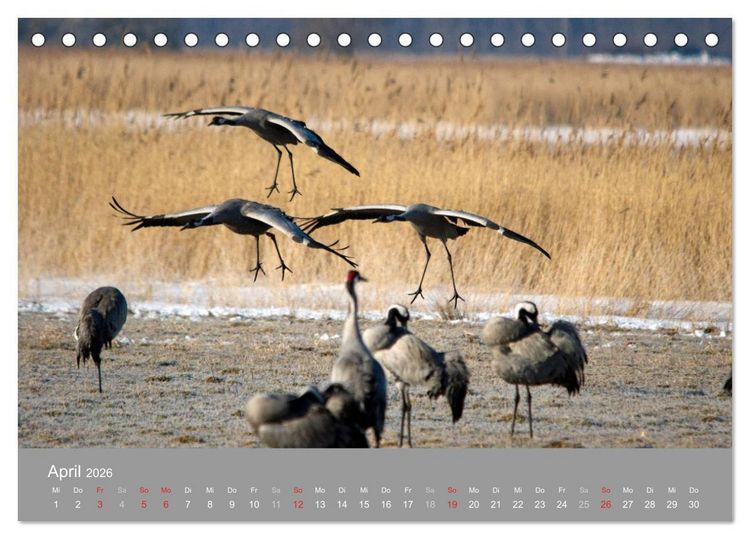 Produktbild: Kraniche in Vorpommern (Tischkalender 2026 DIN A5 quer), CALVENDO Monatskalender