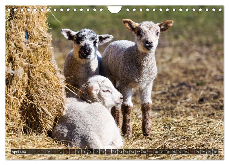 Produktbild: R&oslash;m&oslash; (Wandkalender 2026 DIN A4 quer), CALVENDO Monatskalender