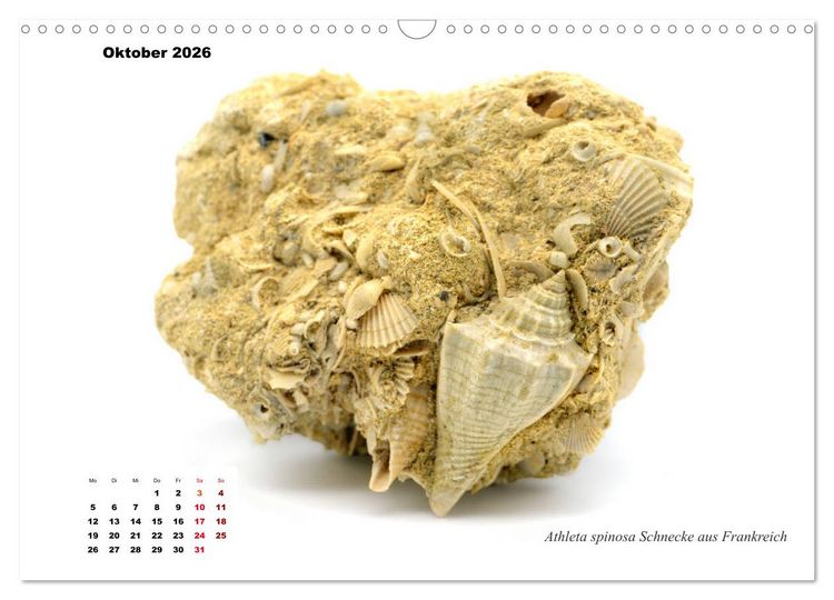 Produktbild: Fossilien - Ammoniten, Trilobiten, Erdgeschichte (Wandkalender 2026 DIN A3 quer), CALVENDO Monatskalender