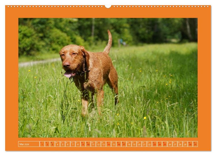 Produktbild: Faszination Magyar Vizsla (Wandkalender 2026 DIN A2 quer), CALVENDO Monatskalender