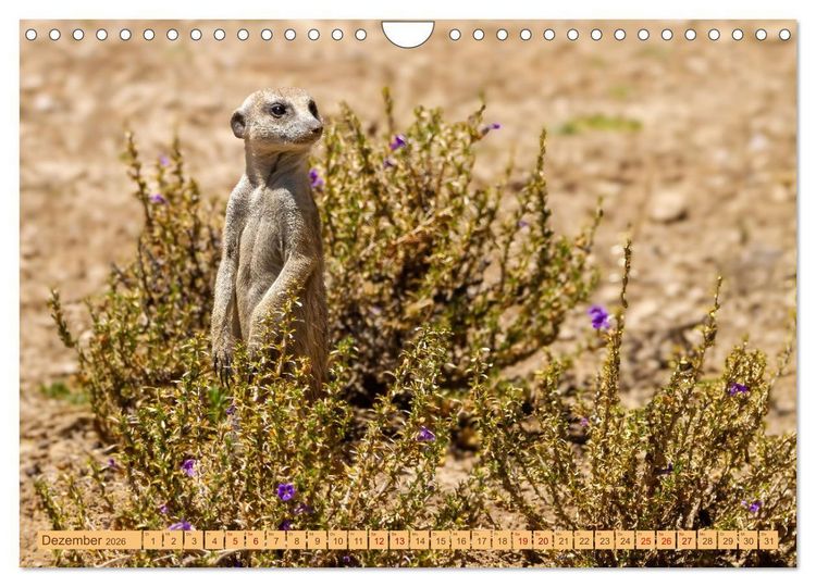 Produktbild: Afrikas Tierwelt - Erdm&auml;nnchen (Wandkalender 2026 DIN A4 quer), CALVENDO Monatskalender