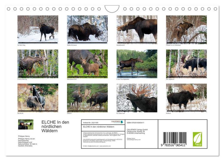 Produktbild: ELCHE In den n&ouml;rdlichen W&auml;ldern (Wandkalender 2026 DIN A4 quer), CALVENDO Monatskalender