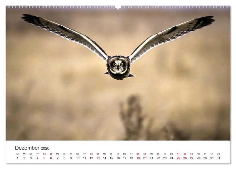 Produktbild: Eulen - Wachsame und geheimnisvolle Augen (hochwertiger Premium Wandkalender 2026 DIN A2 quer), Kunstdruck in Hochglanz