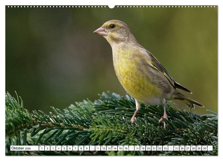 Produktbild: Heimische Gartenv&ouml;gel (hochwertiger Premium Wandkalender 2026 DIN A2 quer), Kunstdruck in Hochglanz