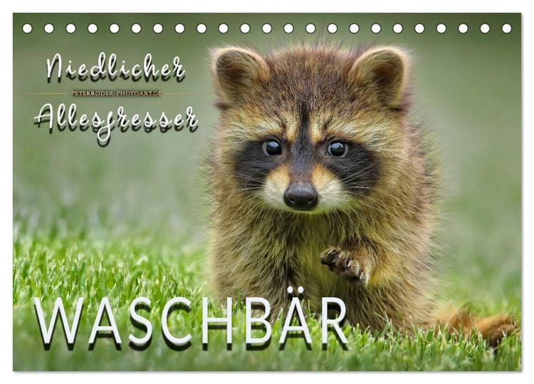 Produktbild: Waschb&auml;r - Niedlicher Allesfresser (Tischkalender 2026 DIN A5 quer), CALVENDO Monatskalender