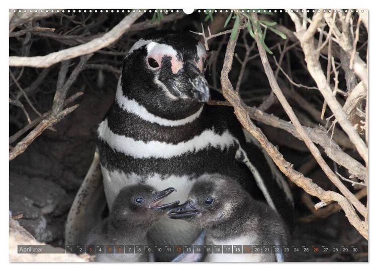 Produktbild: Pinguine in Patagonien (hochwertiger Premium Wandkalender 2026 DIN A2 quer), Kunstdruck in Hochglanz